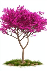 Obraz premium Isolated Pink Plum Tree with Blossoms on White Background