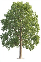 Obraz premium Ancient Oak Tree Isolated on White Background
