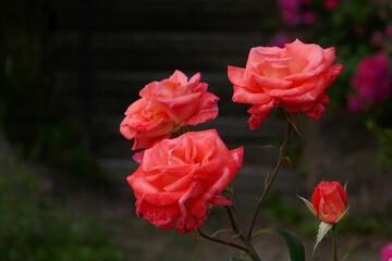 rot blühende Rose