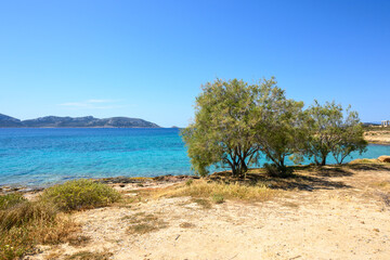 Trees growing on the shore of the Aegean Sea on the island of Ano Koufonisi. Small Cyclades, Greece