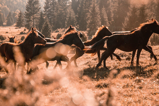 Horses playfully rearing up and interacting with each other in an outdoor area.