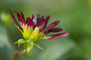 burgundy bud with a fly, fly on a red flower, green fly, insect on burgundy flower, flower just opening, close-up insect on flower