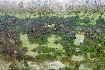 Mur envahi par la vase et la mousse