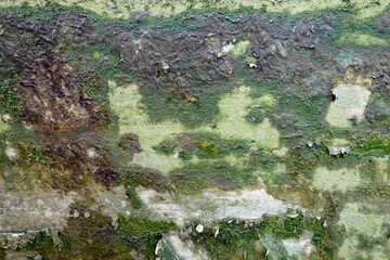 Mur envahi par la vase et la mousse