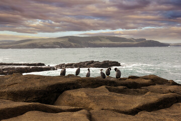 a colony of little pied cormorants (microcarbo melanoleucos brevirostris) sitting on the wild Curio...