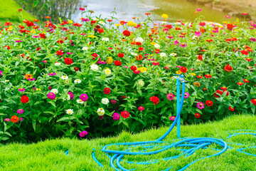 Blue garden outdoor tap with blue hose pipe attached in organic Gerbera or Barberton daisy farm. Watering plants system in garden with beautiful Gerbera or Barberton daisy flowers farm in background.