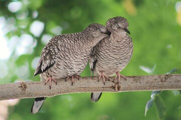 Casal de Pássaros