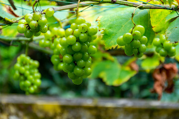 Grapes