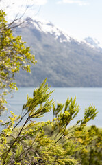 Vertical landscape of Puelo Lake -Lago Puelo-National Park during spring with green trees and blurry snowy mountains in the background. Argentinian Andes, Chubut, Patagonia Argentina. 