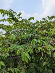Obraz premium Cherry trees that are still green, wait some time before the fruit ripens