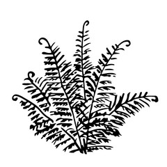 Hand drawn vector sketch with black outline. Fern bush, lush leaves, grass. Forest plants, nature and landscape.