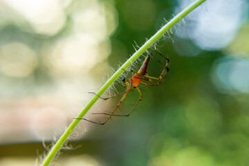 Lynx spider