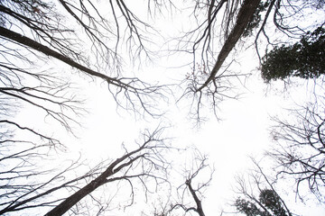 View from below showing tall, leafless trees with branches extending upwards toward the sky. 