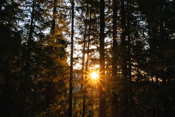 Coniferous forest, High Tatras mountains, Slovakia, sunrise scene