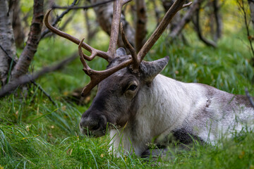 Reindeer or Caribou, Rangifer tarandus, Iceland