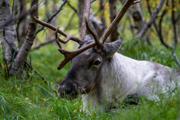 Reindeer or Caribou, Rangifer tarandus, Iceland