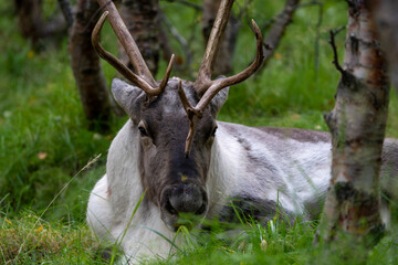 Reindeer or Caribou, Rangifer tarandus, Iceland