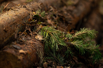 Branch with needles on cut logs
