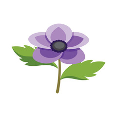 Anemone flower isolated flat vector illustration on white background.