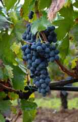 carignano cannonau and vermentino grapes ready for harvest