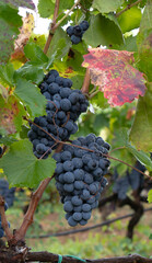 carignano cannonau and vermentino grapes ready for harvest