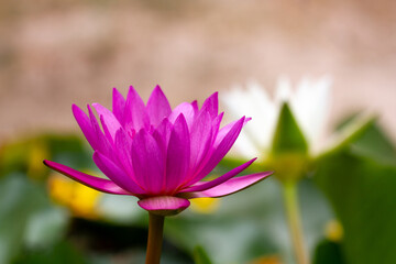 Purple Lotus Flower in front of a blurred white Water Lily
