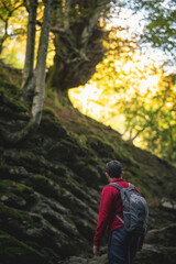 person wandering in the basque country forest in autumn morning