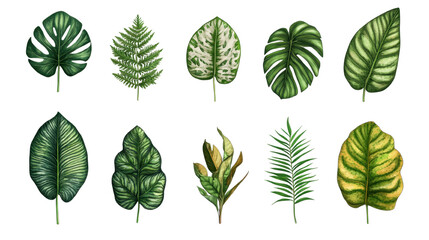 Fototapeta premium Collection of Various Green Leaves Illustrations