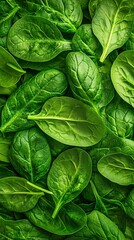 Fototapeta premium Fresh spinach leaves piled together.