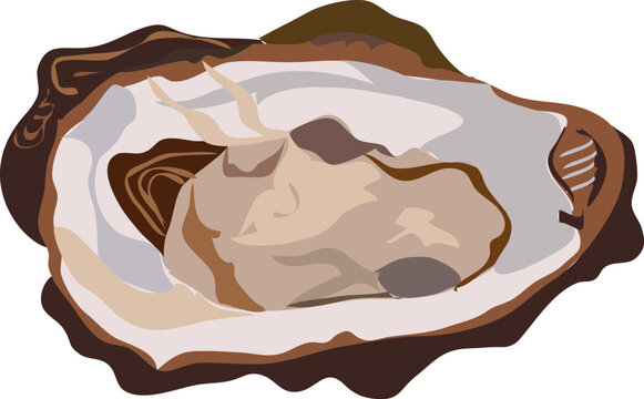 ostiones  which are translated as Crassostrea. Mexican seafood oysters prepared to eat.