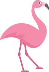 Pink flamingo standing on long legs, looking right, isolated on white background