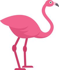 Pink flamingo standing on its long legs, a colorful and elegant bird often associated with tropical environments