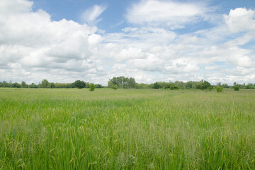 Green rice fields and blue sky in the countryside