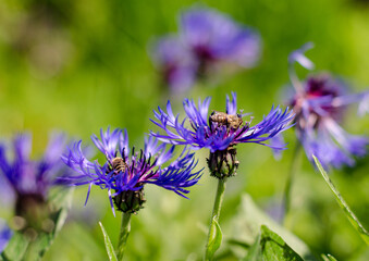 Bees on the cornflowers