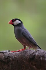 Fototapeta premium Java sparrow or Java finch beautiful bird on green background, 29 september 2024 Indonesia