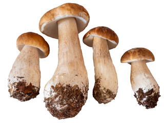 Borowik szlachetny: Boletus edulis.PNG © Janusz Lipiński