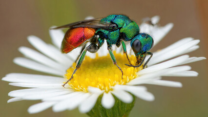 Chryside Enflammee : guèpe/Abeille coucou