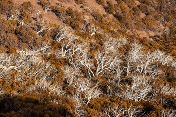 Intricate Forest Landscape with Twisting Branches in Madeira, Portugal