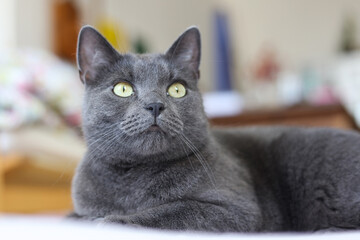 Portrait of a beautiful gray British cat lying on the bed.