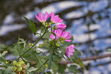 Fototapete bei efototapeten.de bestellen   