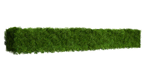 Tropical Flower shrub bush fence tree isolated plant