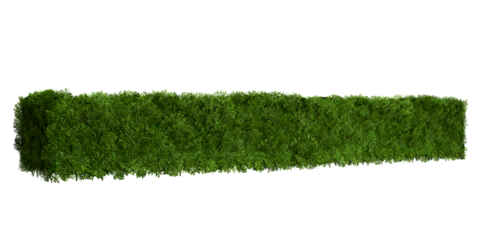 Tropical Flower shrub bush fence tree isolated plant