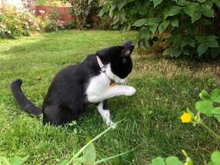 Chaton qui fait sa toilette en ext&eacute;rieur