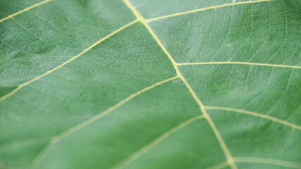close up green leaf of Bastard teak (Butea monosperma)