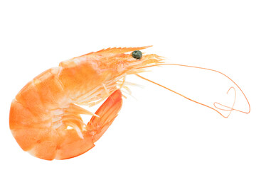 Shrimps on white background