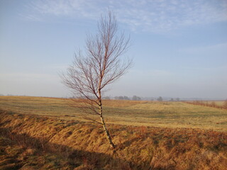tree in the field