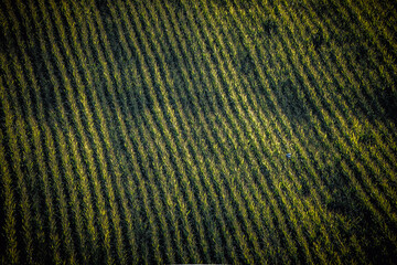 aerial view of a cultivated field with rows of crops forming a patterned texture