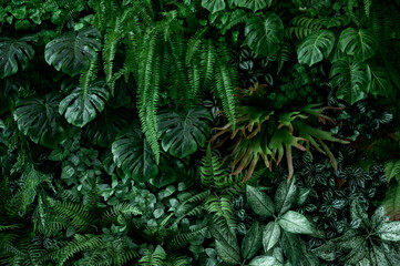 Nature leaves, green tropical forest, backgound concept