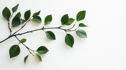 Branch with green leaves against a white backdrop, emphasizing the intricate details and vivid colors of the foliage