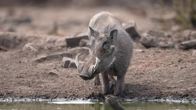 African Warthog (Phacochoerus africanus) drinking at a waterhole in the dry season. Slow motion, 25 percent natural speed.